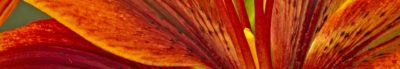 Tantra-Massage Berlin