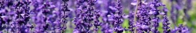 Lavender 1507499 1920