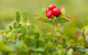 Berry