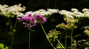 Fiore Purple
