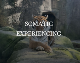 Maeha somatic experiencing
