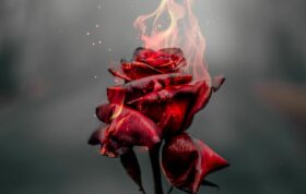Wp6527734 rose in fire wallpapers