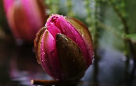 Water Lily