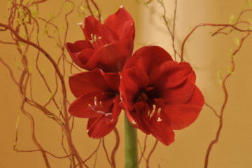 Blume1