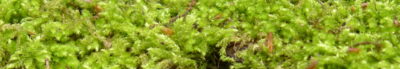 P1000372 001